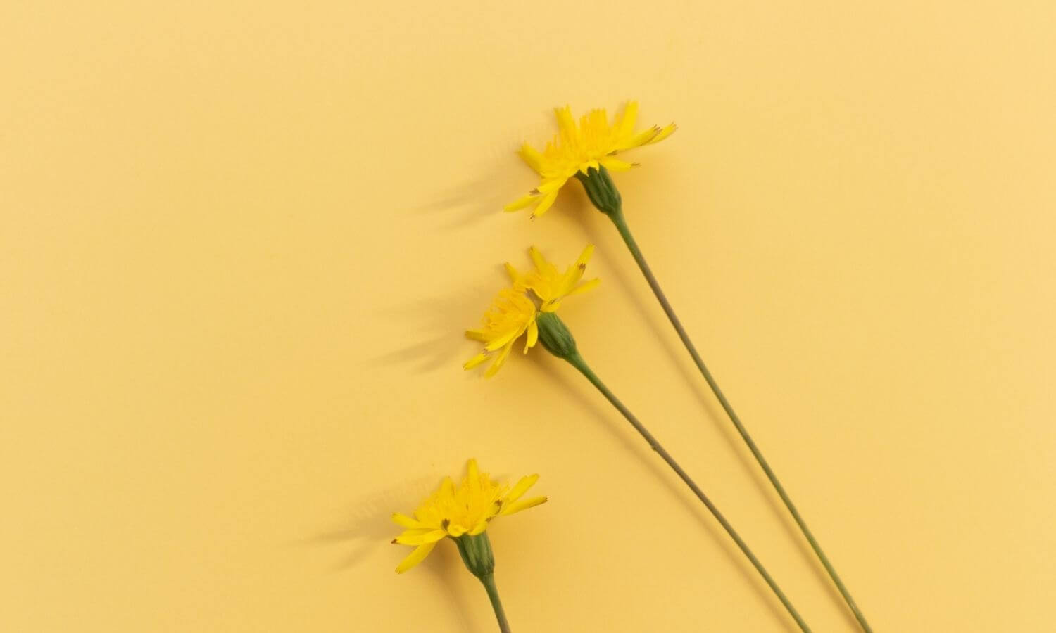 yellow flowers on a yellow background
