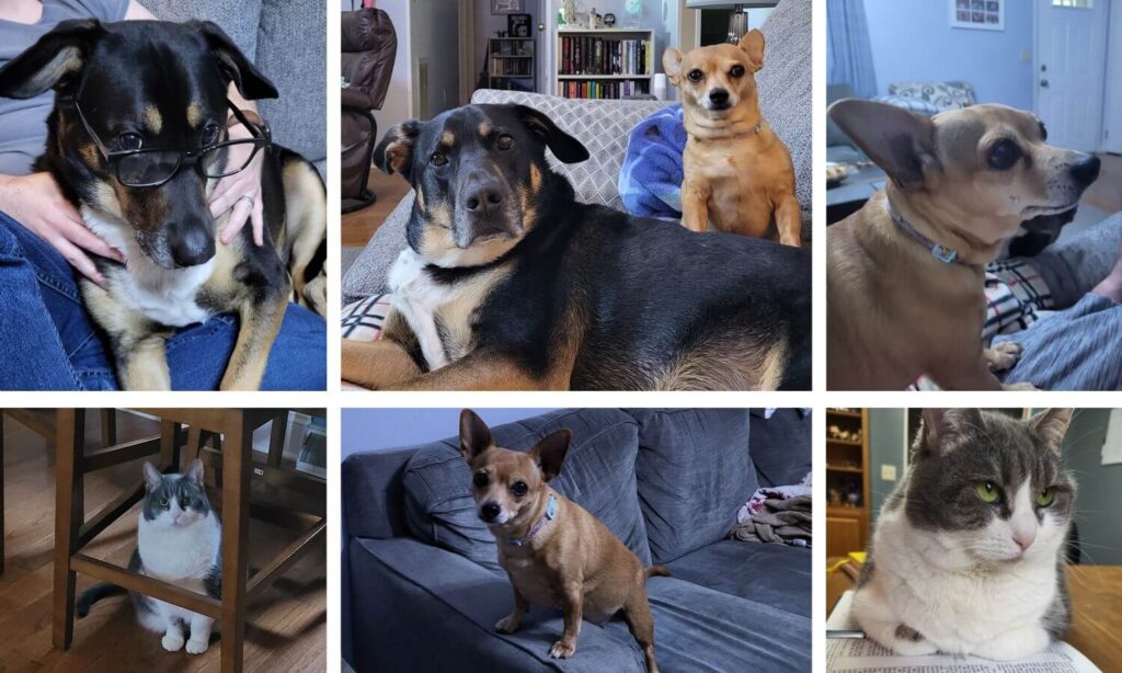 collage of our dogs Riker and Buffy and our cat, Smokey
