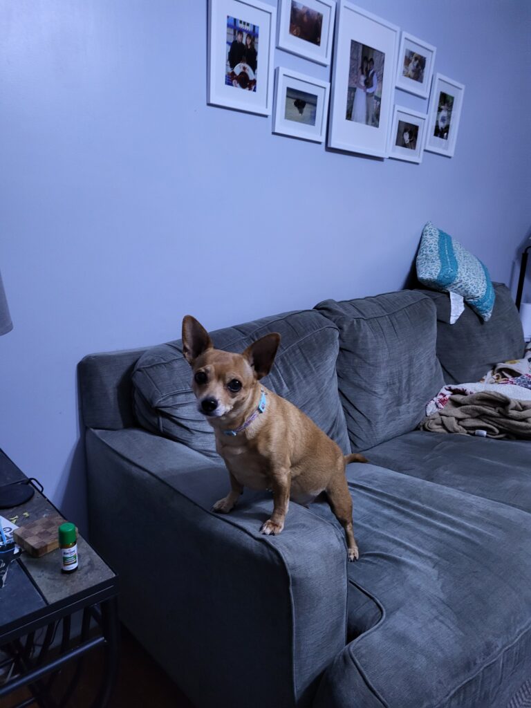 Buffy on the couch with her front paws on the arm rest. She is looking at the camera and listening to what is going on in the kitchen