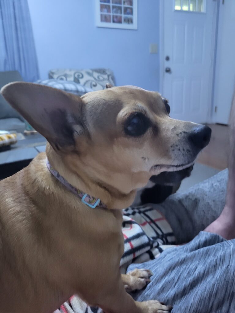 Buffy standing with her paws on Rex's leg, looking wistfully for a bite of what he is eating